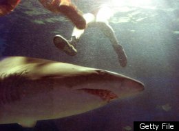 Bodyboarder Dies After Shark Bites Off Legs