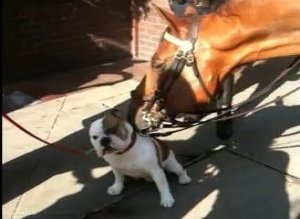 Bulldog Licked By Nypd Horse