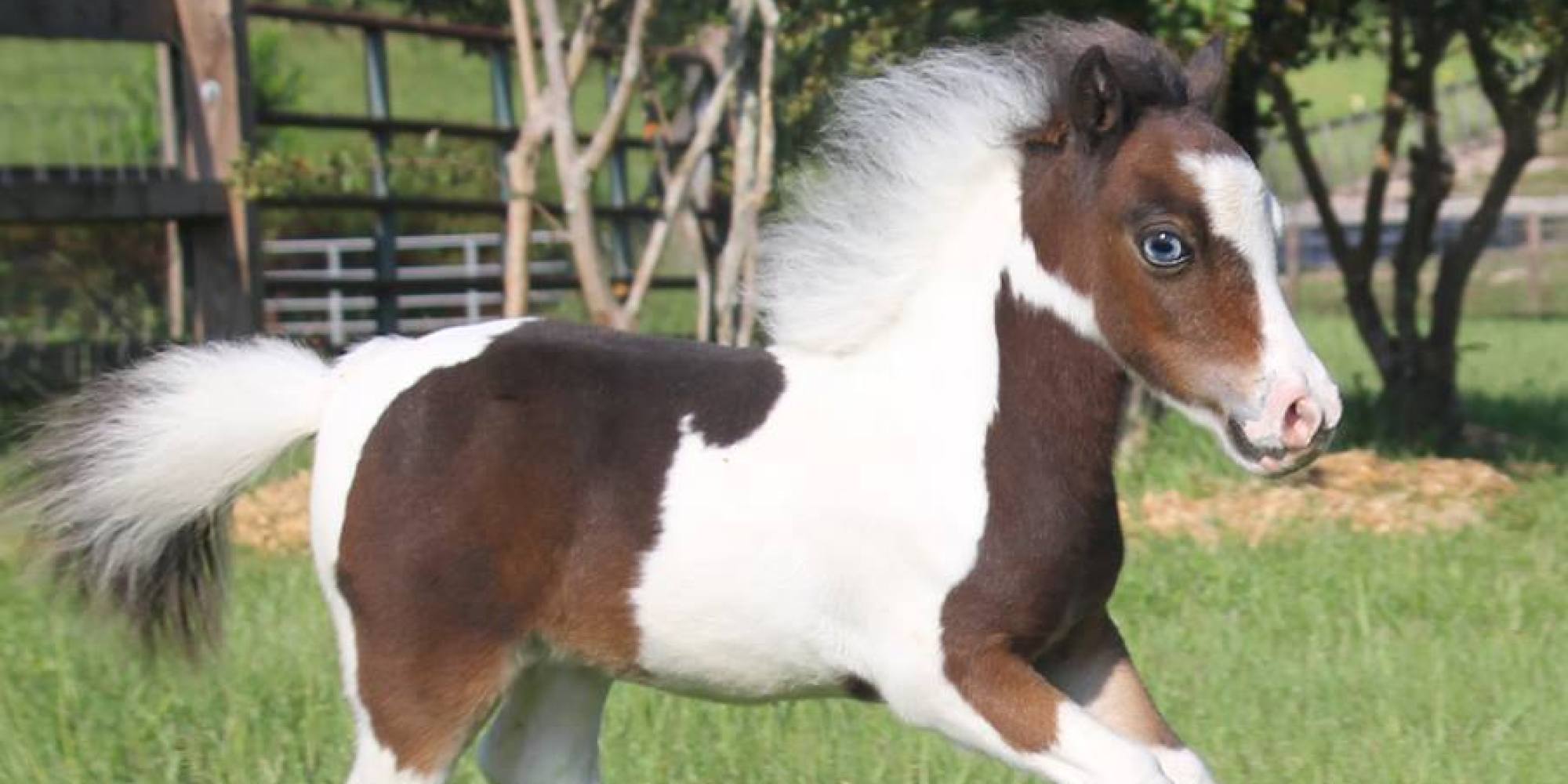 how-adorable-miniature-therapy-horses-are-helping-those-in-need