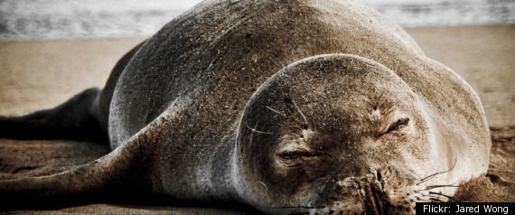 Seal Emergency Room