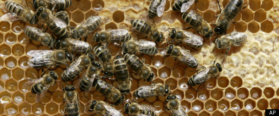 Gmo Honey