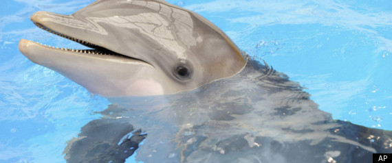 Dolphin