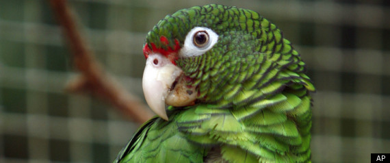 Parrot