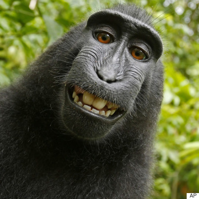 monkey