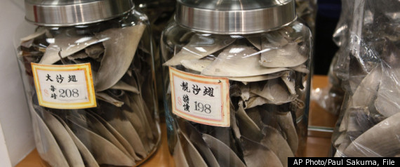 Shark Fin Ban