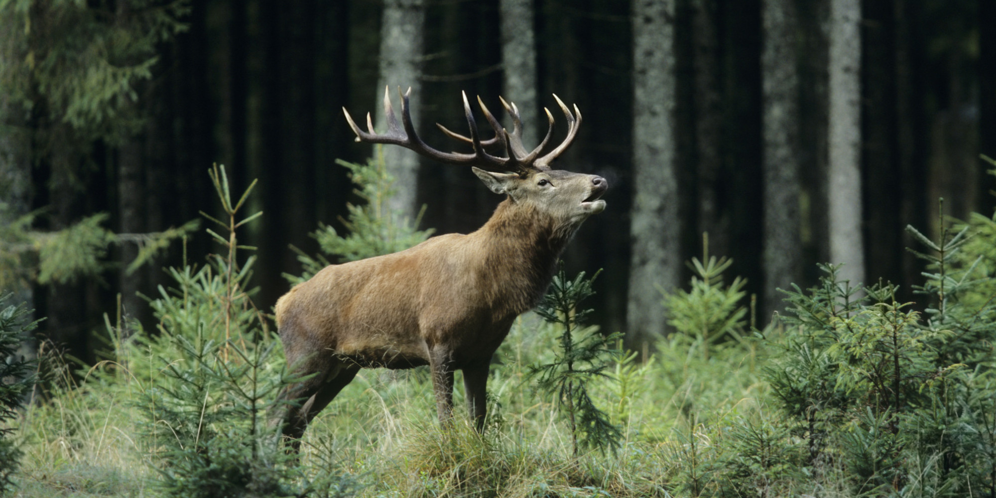 Vancouver Island Elk Shot And Abandoned, Men Charged
