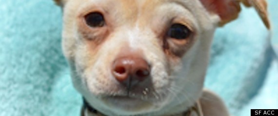 San Francisco Animal Care And Control
