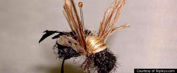 Hairraising Bugs