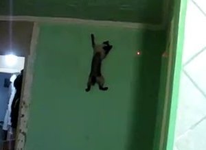Spider Cat