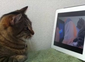 Cat Watching Cat Watching Nyan Cat