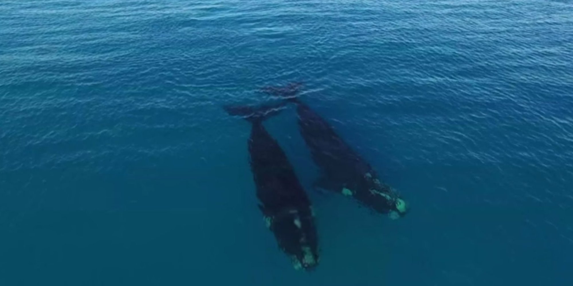 Drone Captures Paddle Boarding With Whales In Stunning 4K Video