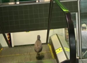 Bird Walking Down Escalator
