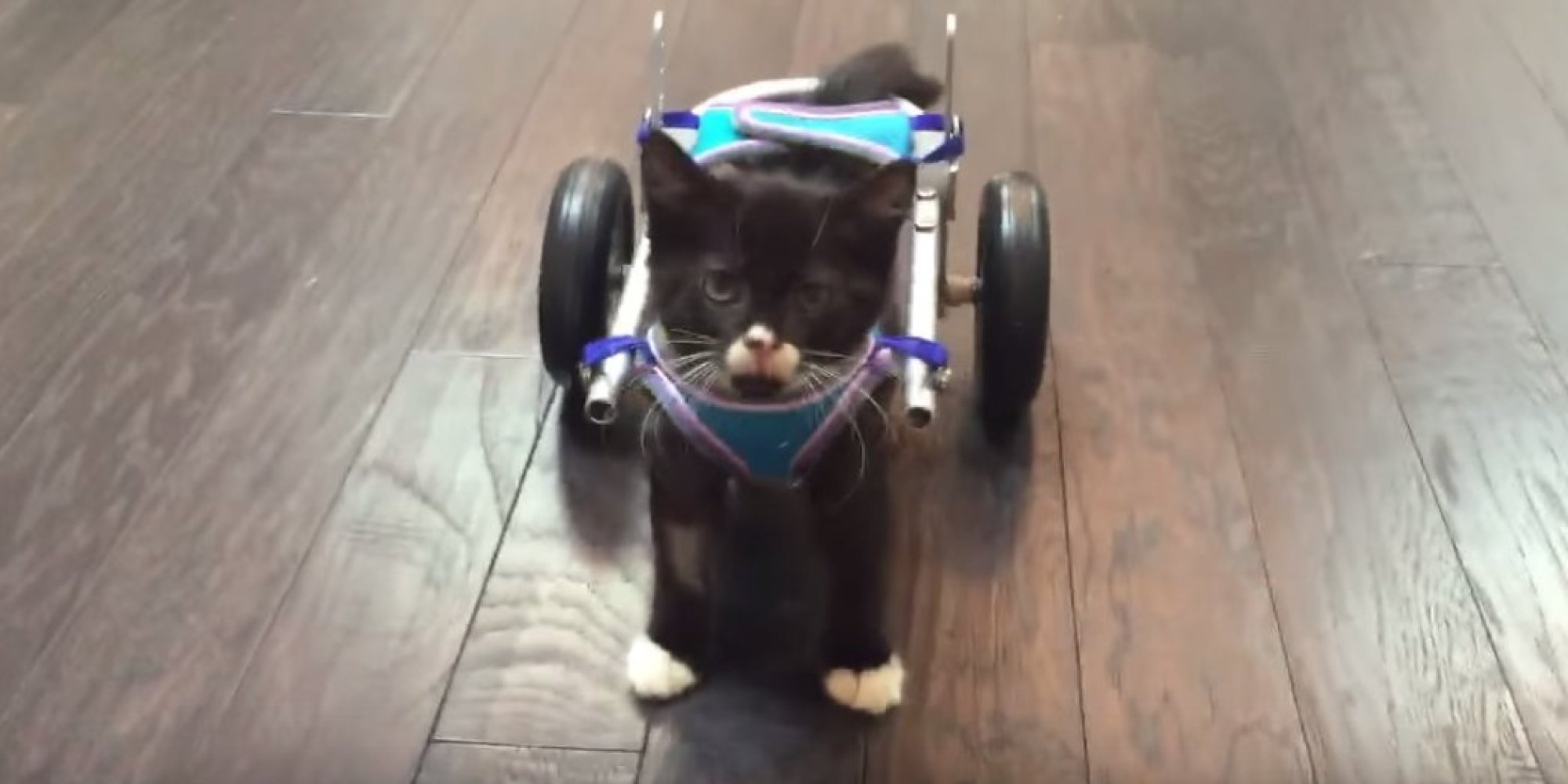 Kitten Walks Again With 3DPrinted Wheelchair Built In B.C.