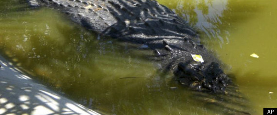 Lolong