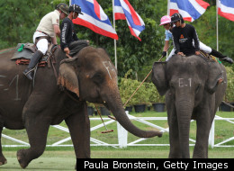 PHOTOS: The Sport Of KIngs -- Elephant Polo -- Grows In Thailand