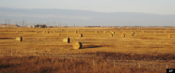 Wheat