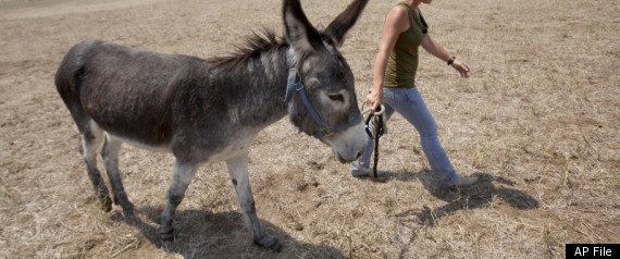 Donkey Abandonment Texas Drought