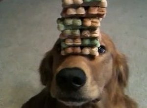Disciplined Dog