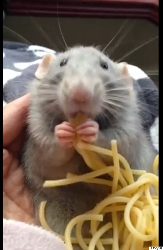 Spaghetti Rat Takes World By Storm In The Wake Of New York's Pizza Rat