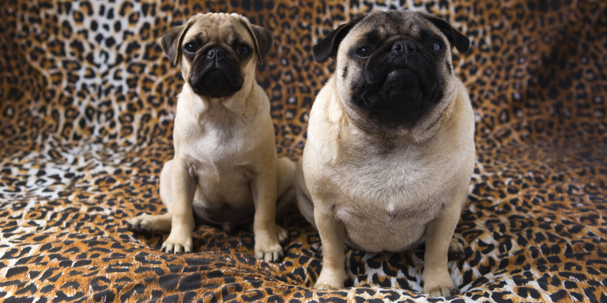 Fat Pets Are A Result Of Human Behaviour -- Yes, That Means You