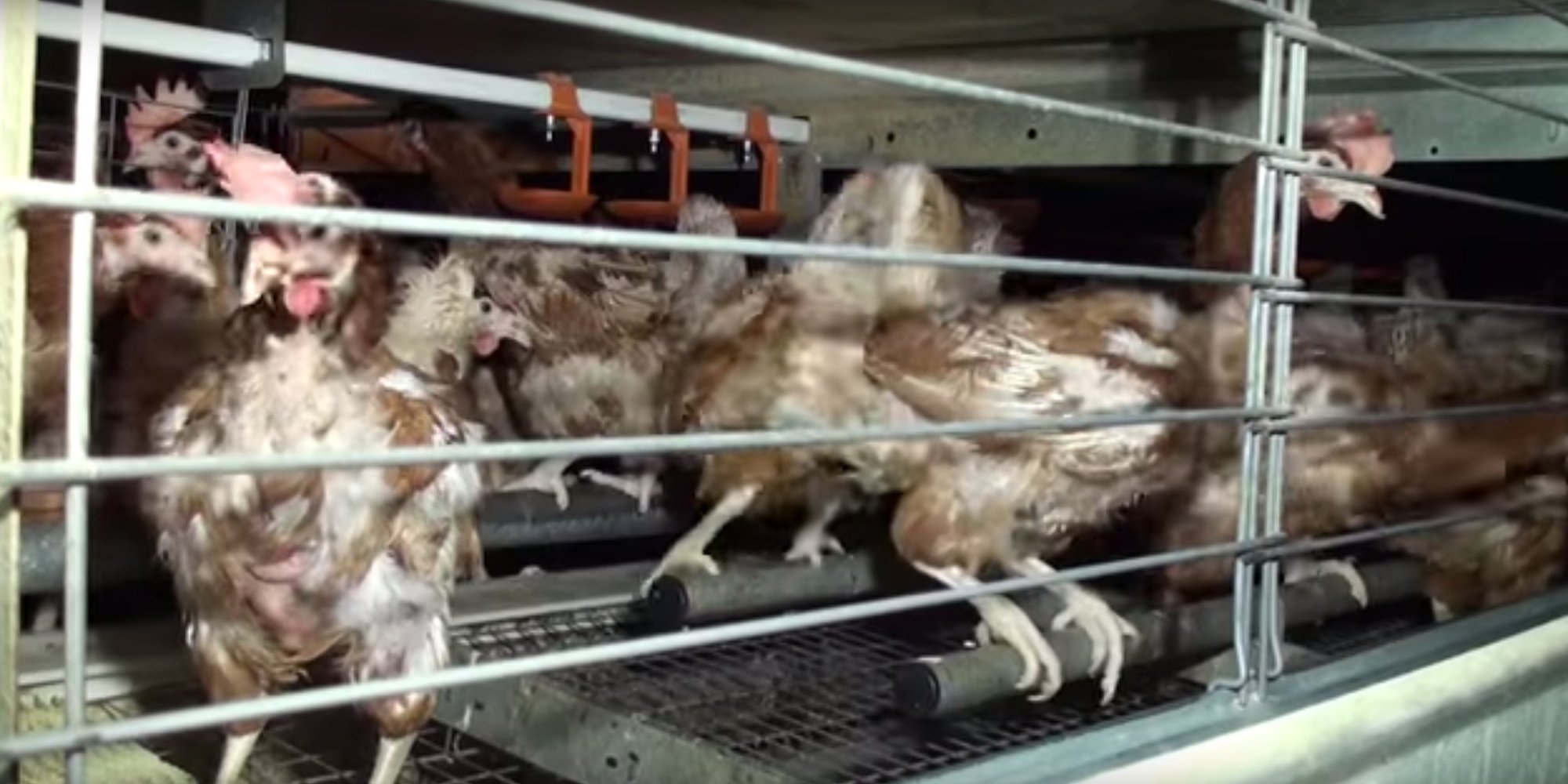 British Egg Week Animal Aid Investigation Reveals 'Cruelty' Endured By