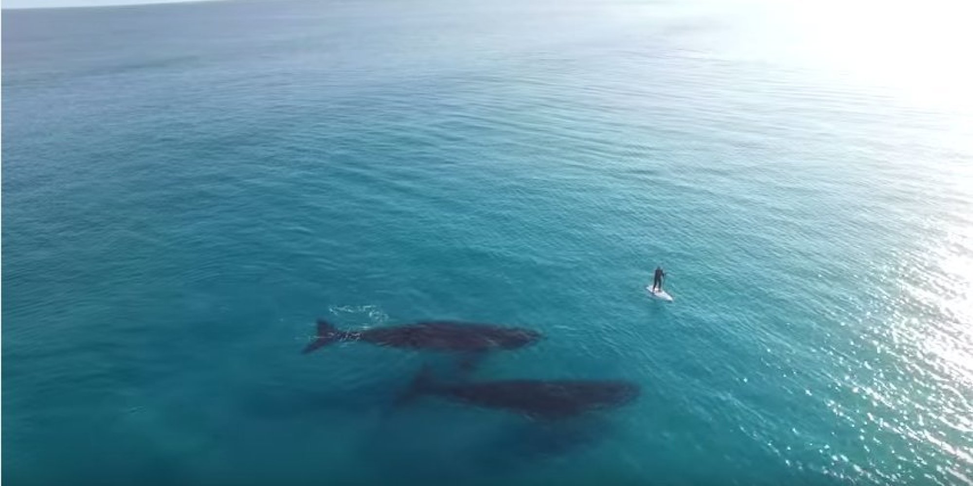 Paddleboarding With Whales In Australia