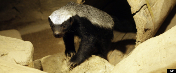 Honey Badger Book Deal