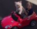 VIDÉO. Un chien au volant d'une mini-voiture avec un enfant à bord