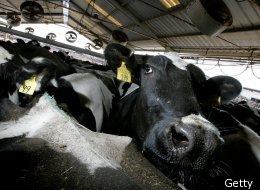 Superbugs Are Still Winning: Second Cargill Recall Underscores Concern, GAO Report Suggests Feds Aren't Doing Enough