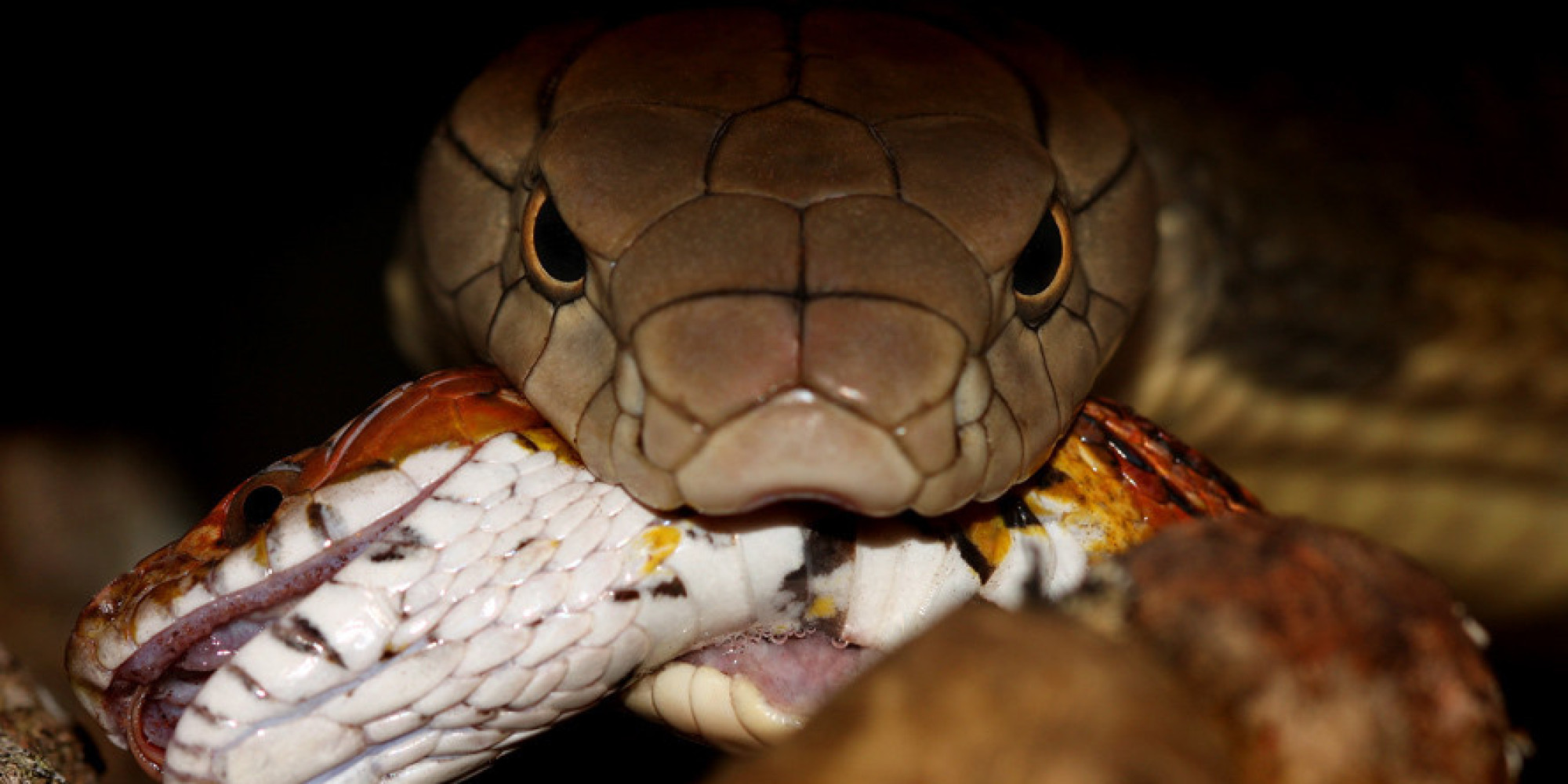 PHOTOS: These Are India's Deadliest Snakes