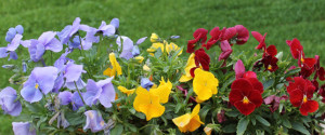 flores