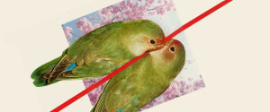 pajaros