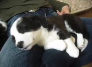 Puppy Hiccups