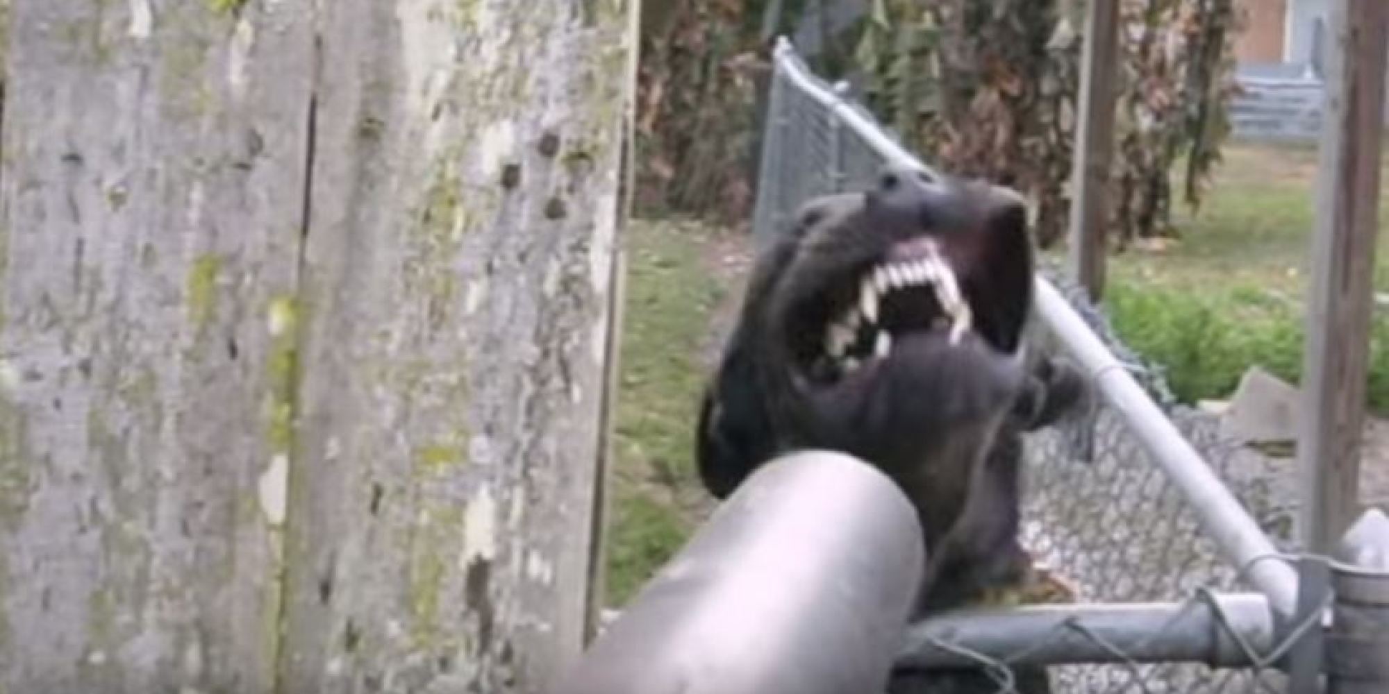Dogs Vs. Leaf Blowers Video Compilation HuffPost UK