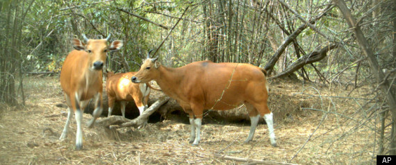 Banteng