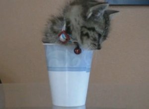 Kitty In Dixie