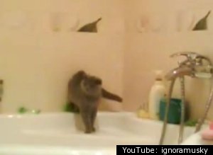 cat in bathtub