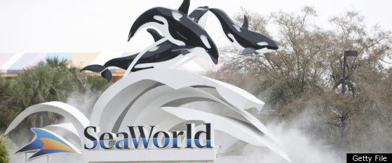 Dawn Brancheau Seaworld Death