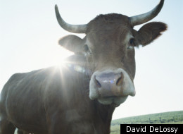 Runaway Steer Creates Chaos On Arizona Interstate (VIDEO)