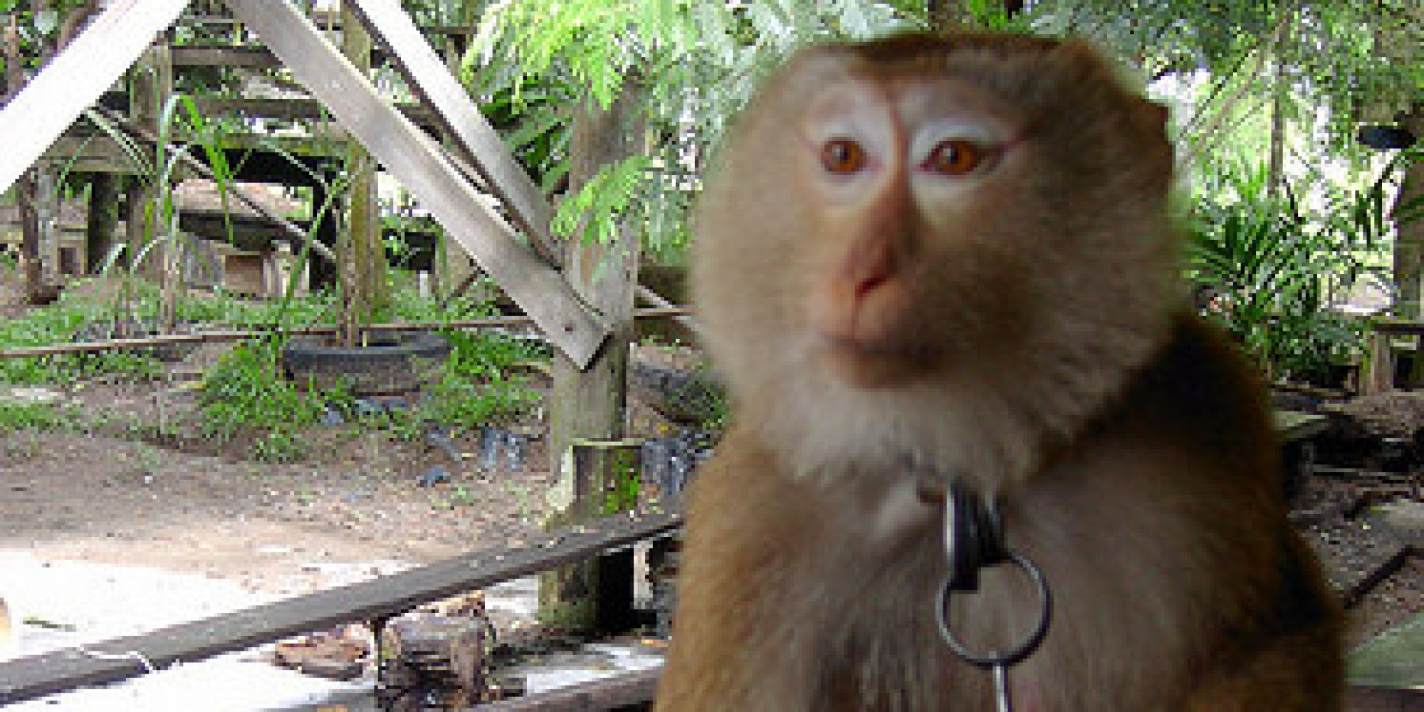 Did an Abused Monkey Pick Your Coconut? HuffPost