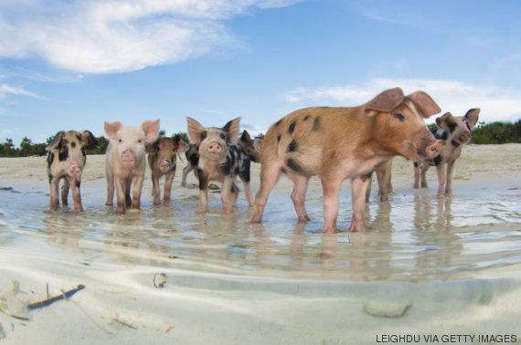 leighdu via getty images
