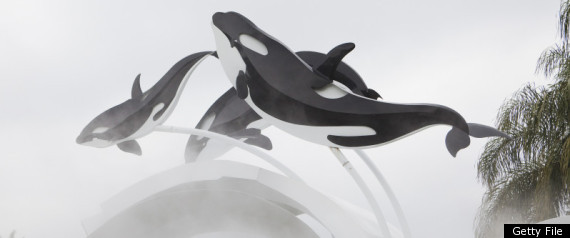 Seaworld Whale Behavior Files