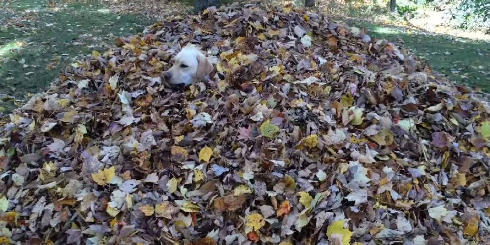 Labrador Loves Jumping In Leaves HuffPost UK