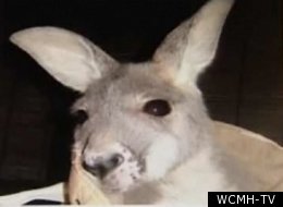 Kangaroo At Exotic-animal Farm Attacks Ohio Man (VIDEO)