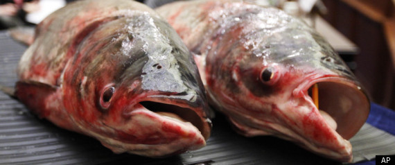 Asian Carp
