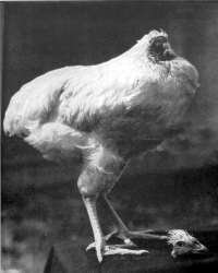 pollo sin cabeza