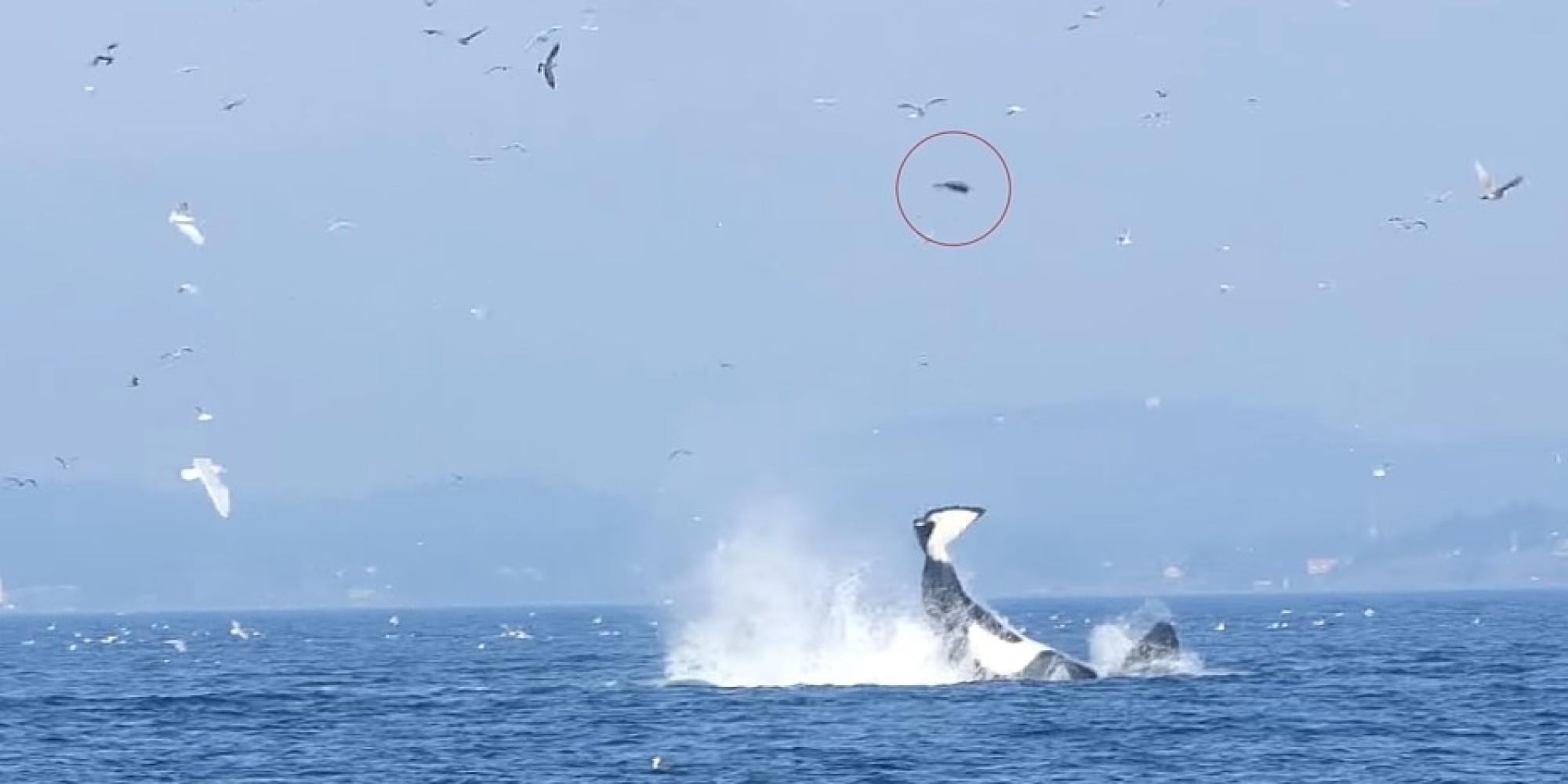 B C Killer Whale Sends Seal Flying Near Victoria VIDEO b-c-killer-whale-sends-seal-flying-near-victoria-video