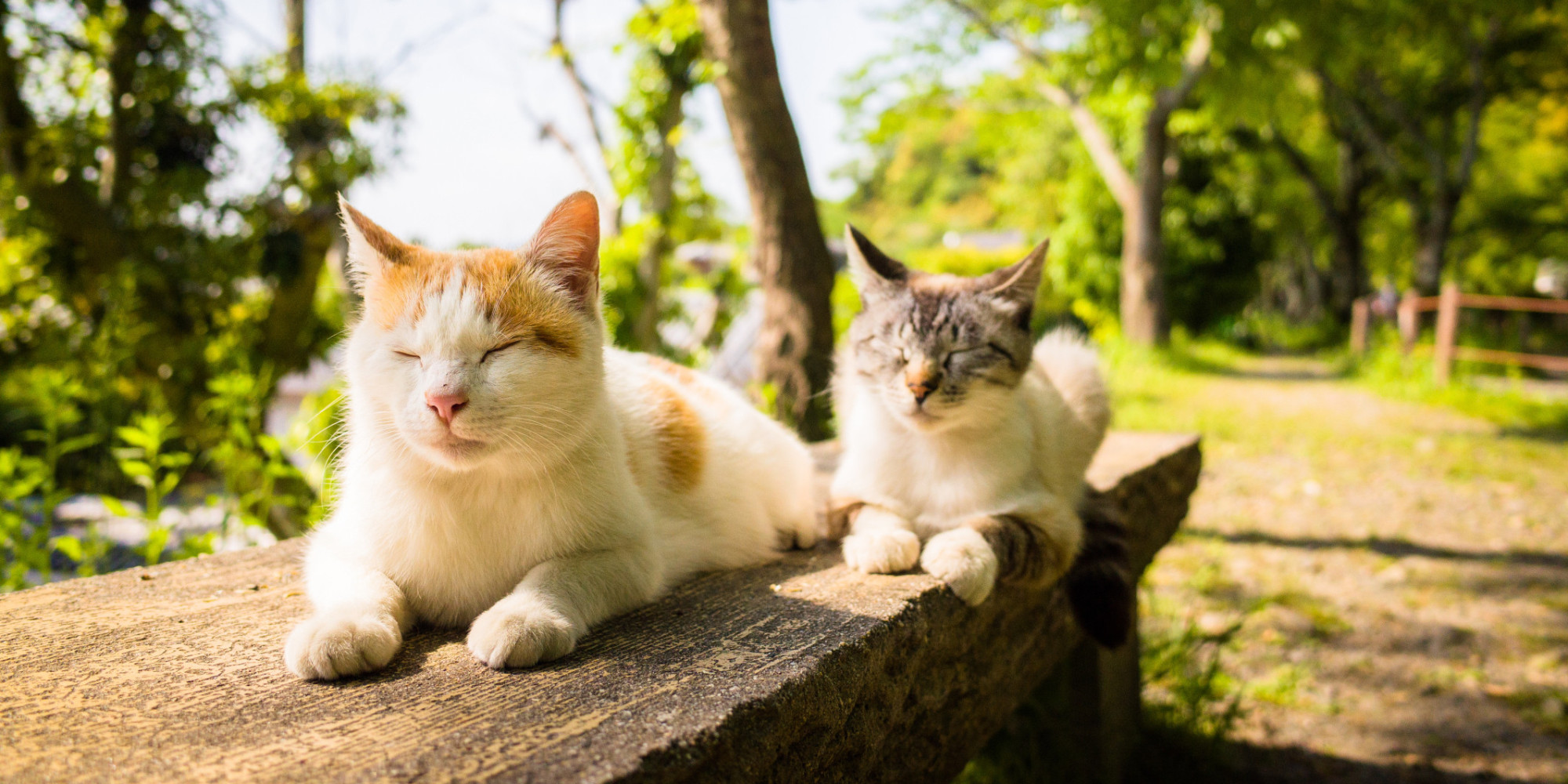 Why and Where Cats Roam HuffPost