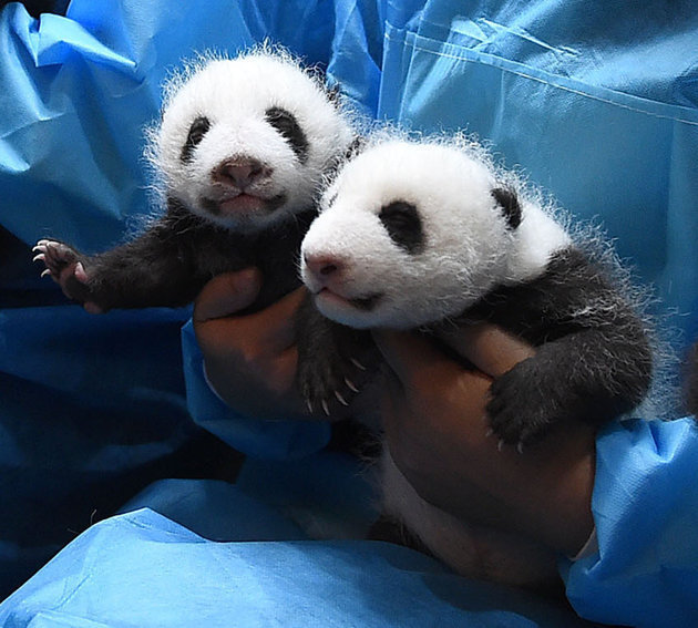 kinder pandas bebes
