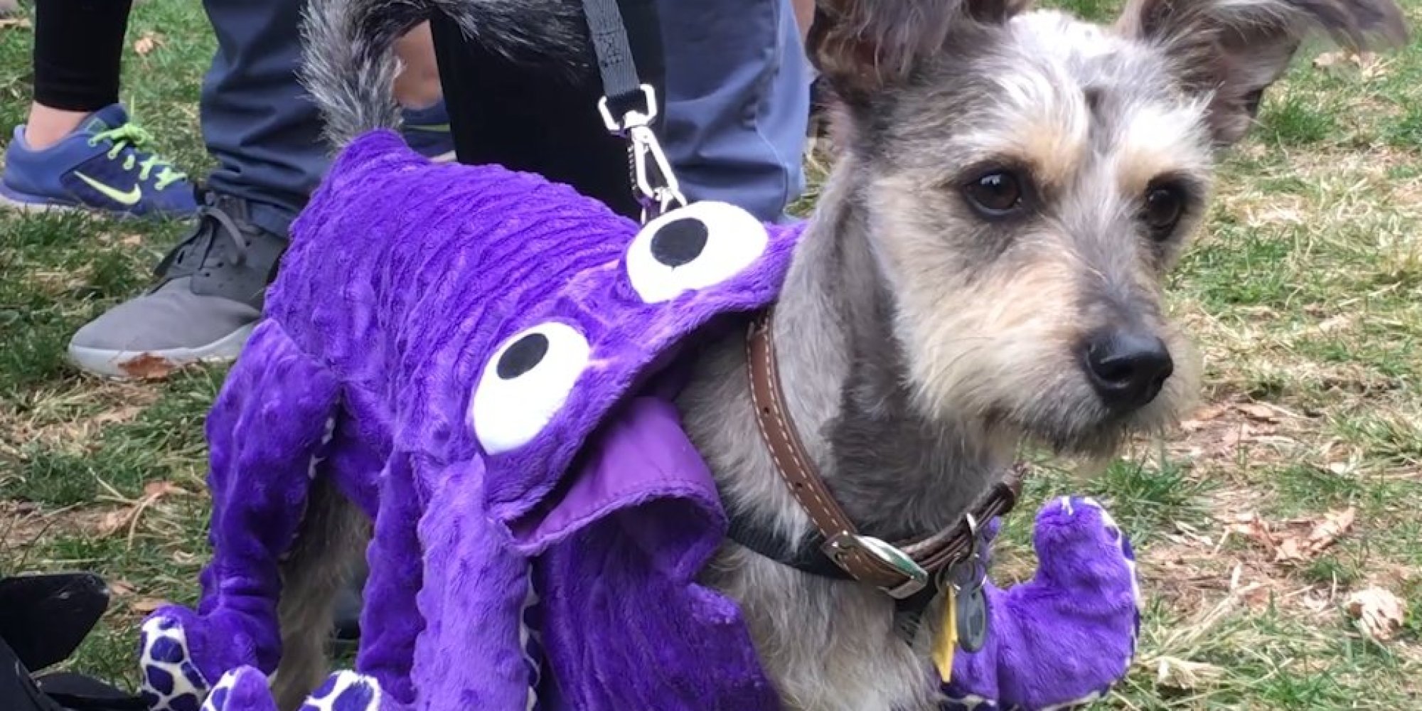 Das sind die verrücktesten HalloweenKostüme für Hunde